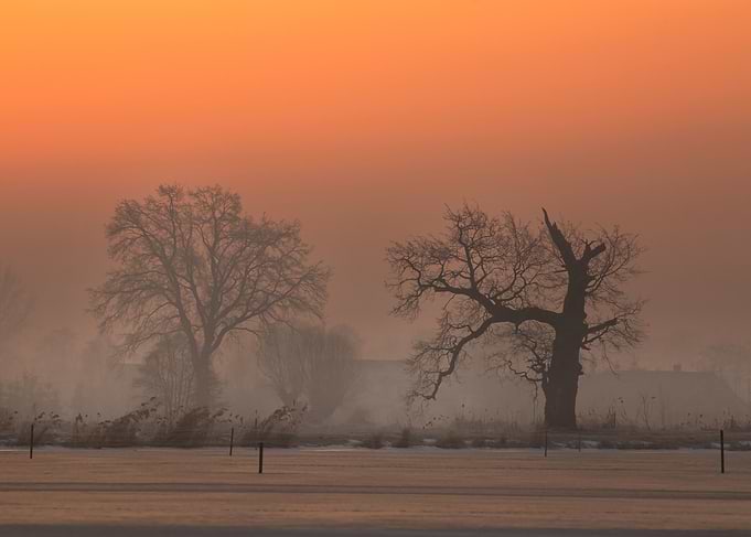 Winter Landscape with Trees and Fog