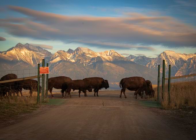 Western Montana Traffic Jam