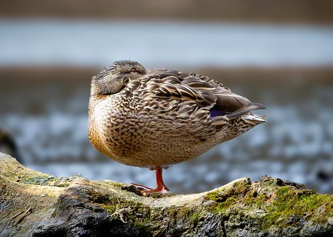 Resting Duck on a Mossy Branch