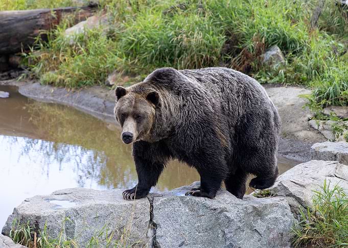 Grizzly Bear on Rocks