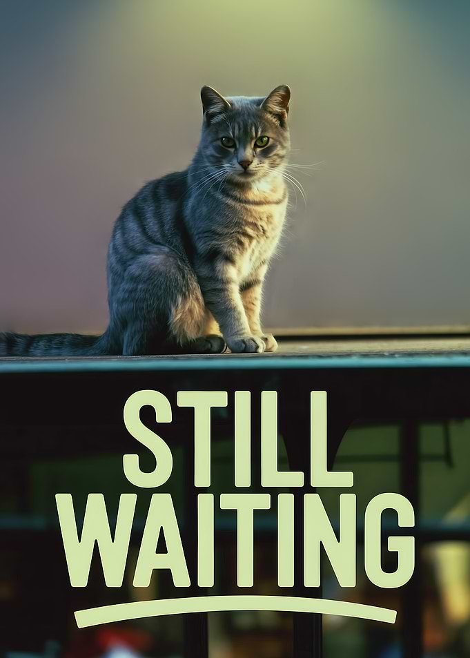 Still Waiting Cat