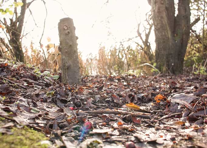Autumn Forest Floor with Fallen Leaves