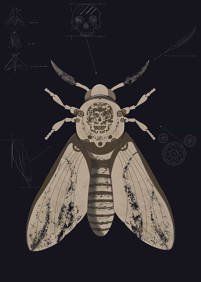 Moth with Skull Blueprint
