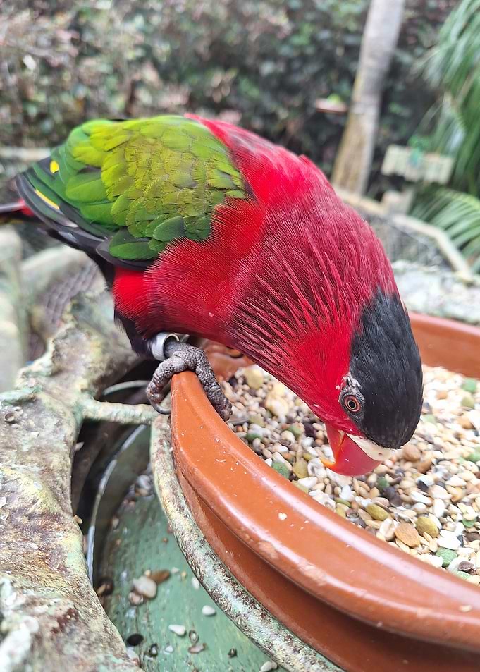 Red and Green Parrot Eating Seeds