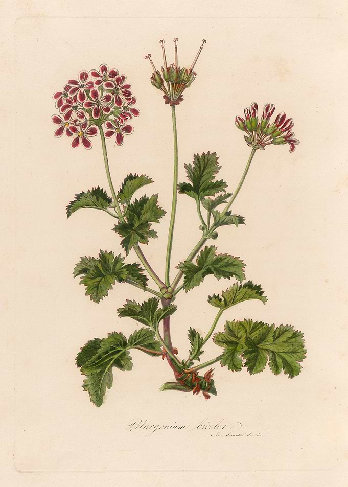 Pelargonium Australe Botanical Illustration