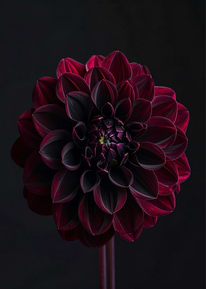 Dark Red Dahlia Flower Close-Up