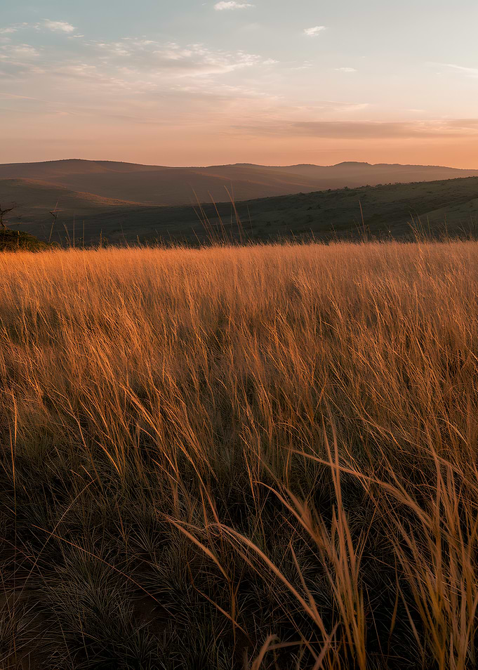 Golden field at sunset landscape