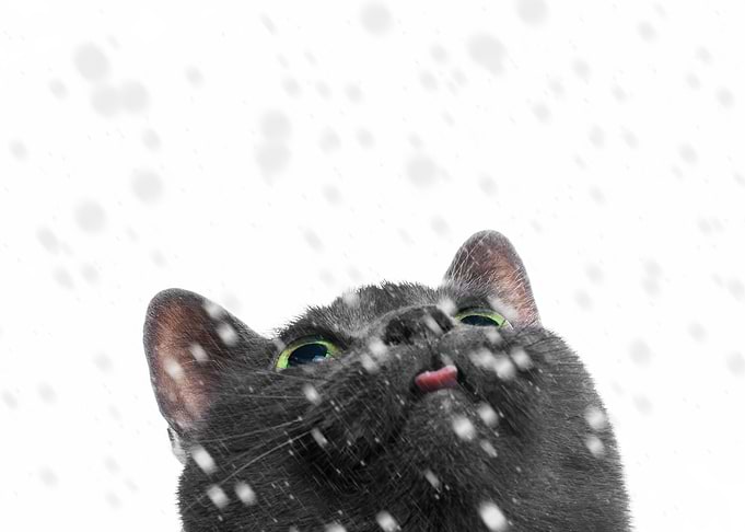 Gray Cat in Snowfall