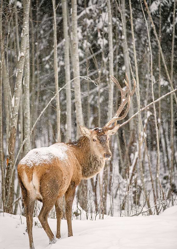 Deer in Snowy Winter Forest