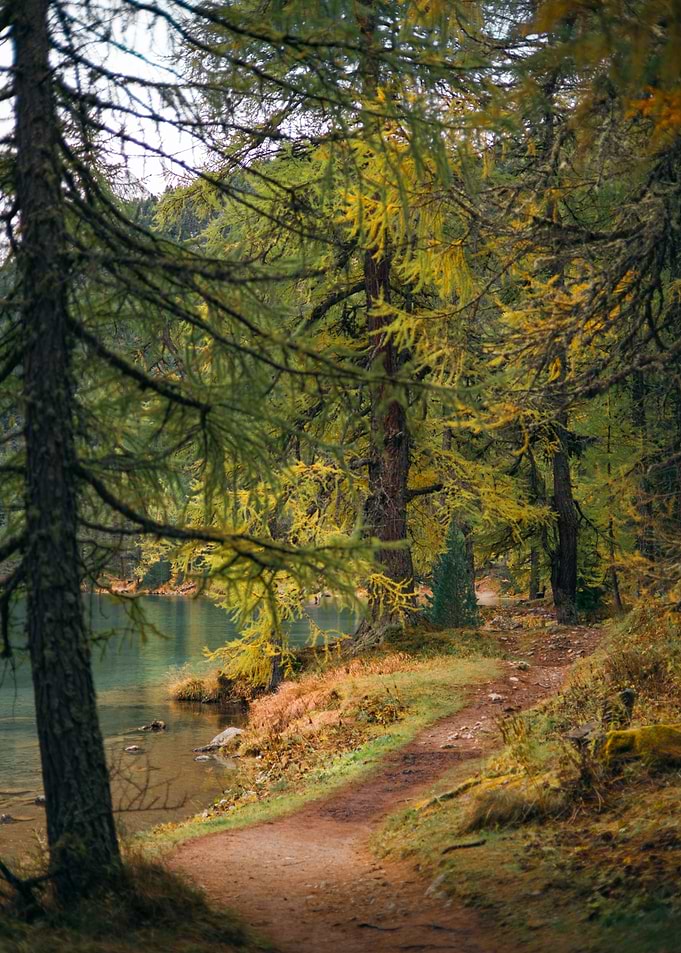Autumn Forest Path by Lake