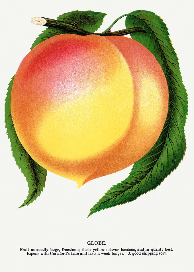 Vintage Peach Illustration