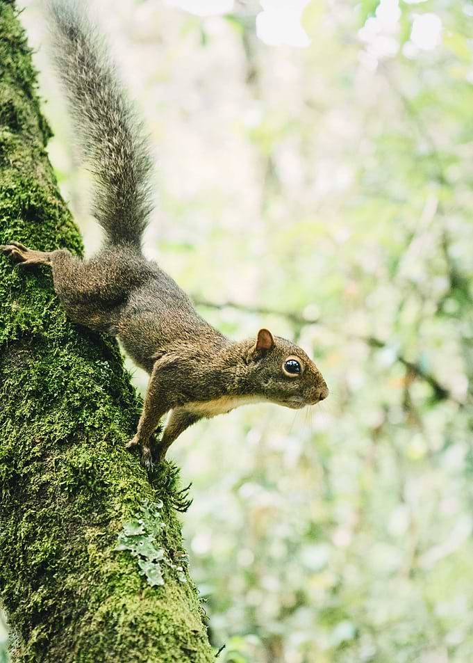 Squirrel on mossy tree trunk