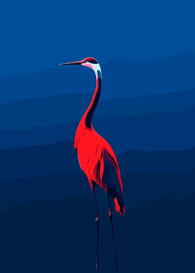 Red Crane Against Blue Background