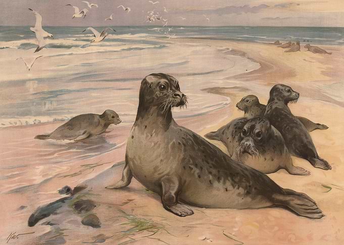 Seals on the Beach