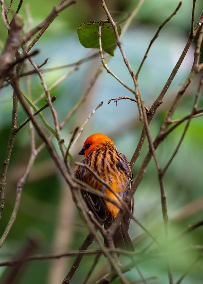Orange Bird Perched on Branch