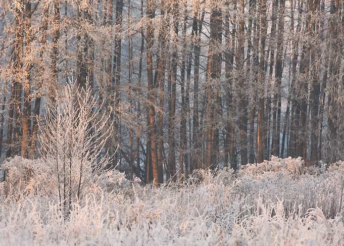 Frosty Winter Forest Landscape
