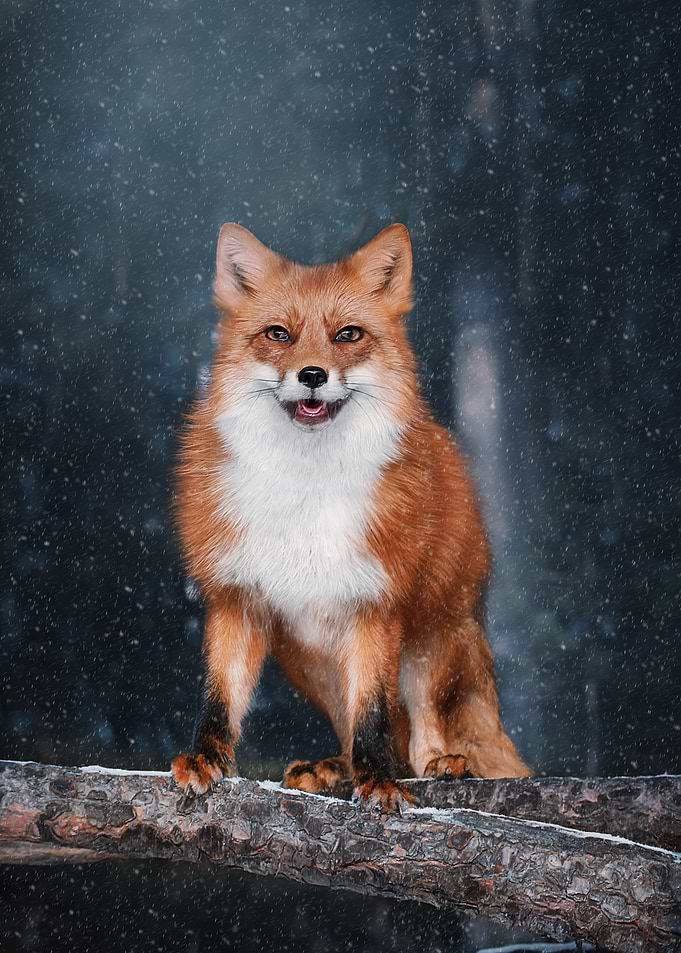 Fox Portrait in Winter Scene