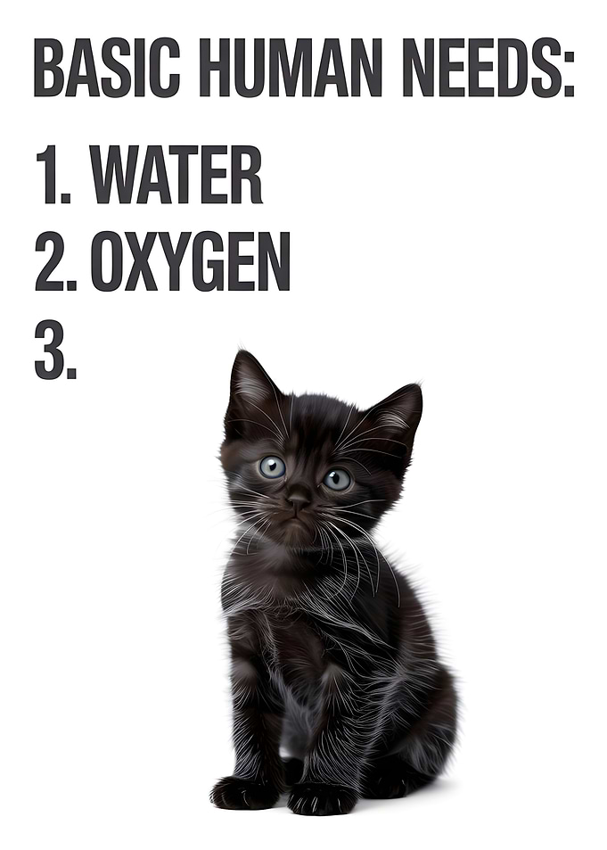Basic Human Needs Funny Cat Meme