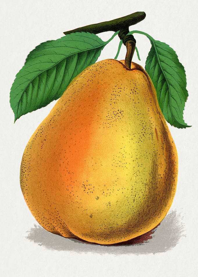 Vintage Pear Illustration with Leaves