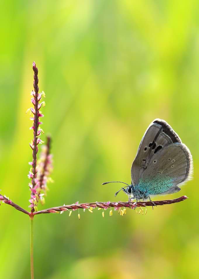 Blue Butterfly Resting on Wild Grass