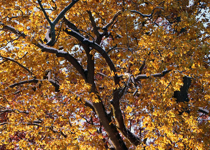 Autumn Tree with Snow