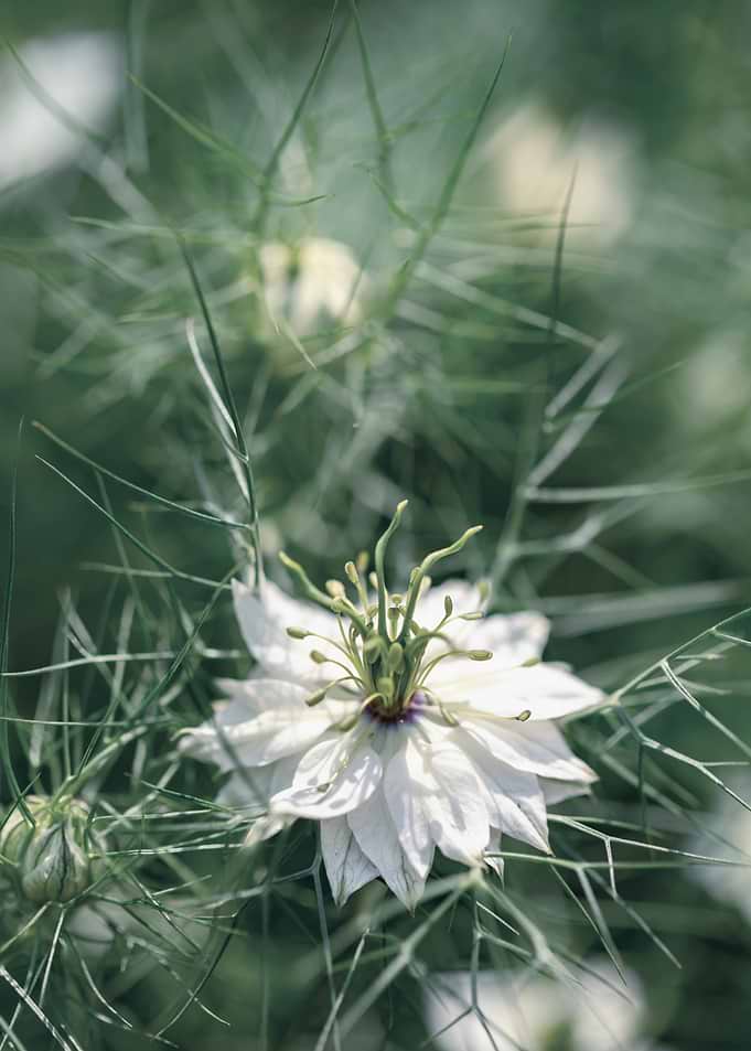 White Nigella Flower Close-Up