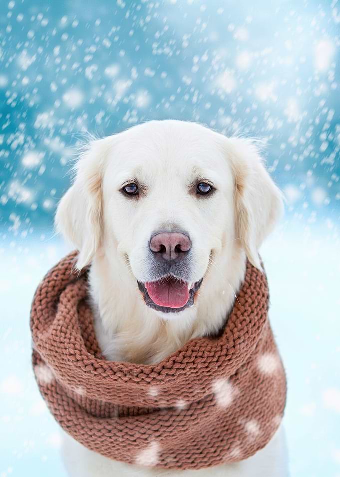 Golden Retriever in Winter Scarf Portrait
