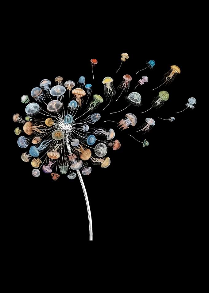 Jellyfish Dandelion on Black Background