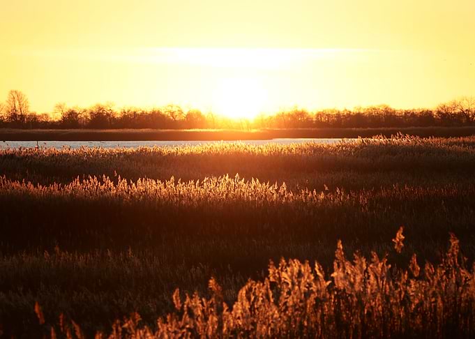 Golden Sunset Over Marshland