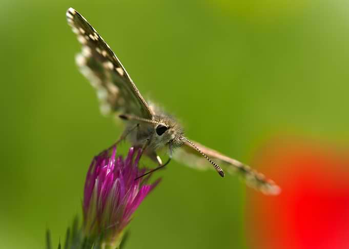 Butterfly Reaching for a Wild Bloom
