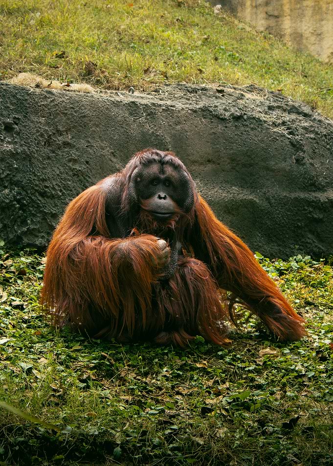 Orangutan