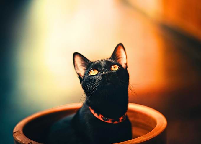 Black Cat in Pot Looking Upward