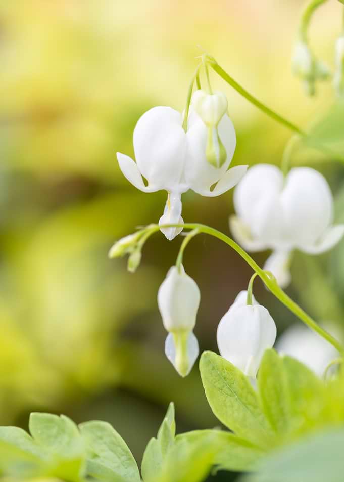 White Bleeding Heart Flowers Close-Up