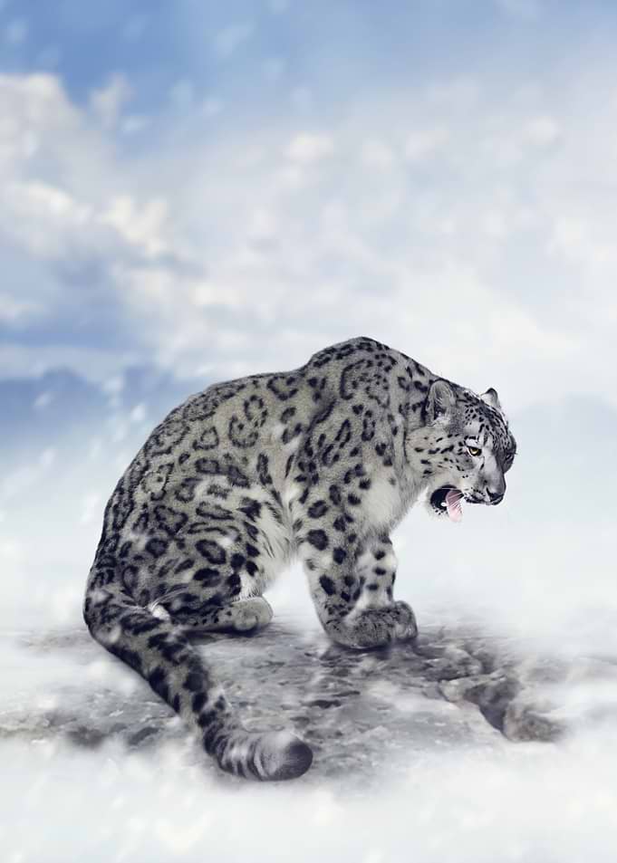 Snow Leopard Roaring in Snowy Landscape