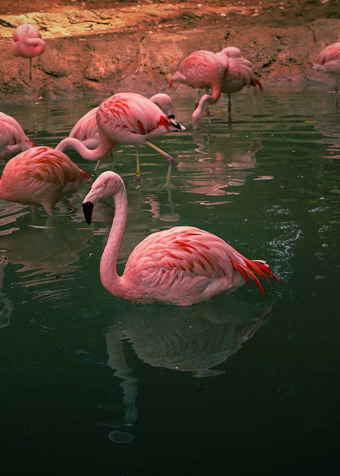 Just a Flamingo