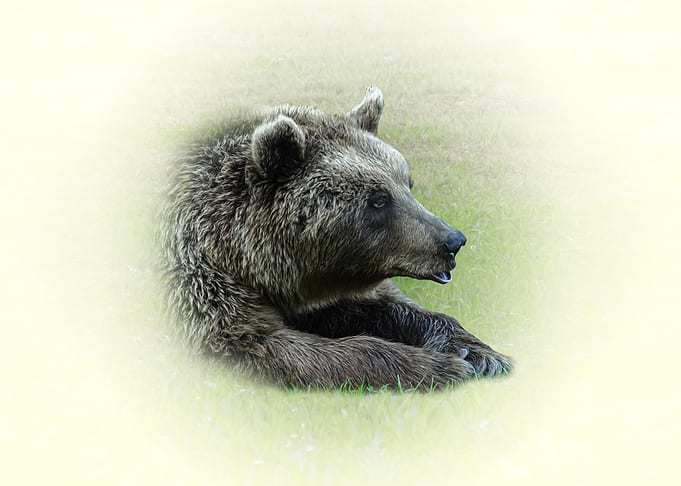 Resting Brown Bear Portrait