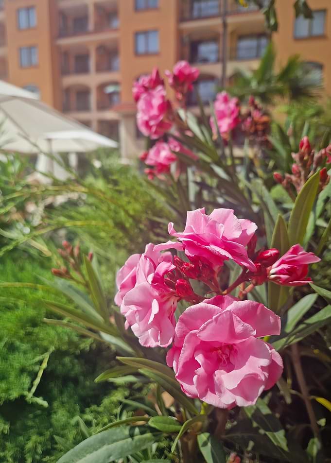 Pink Oleander Flowers in Garden Setting