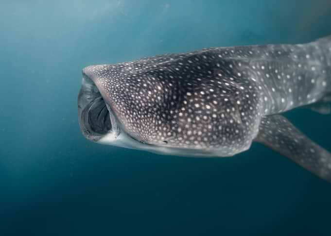 Whale Shark Feeding