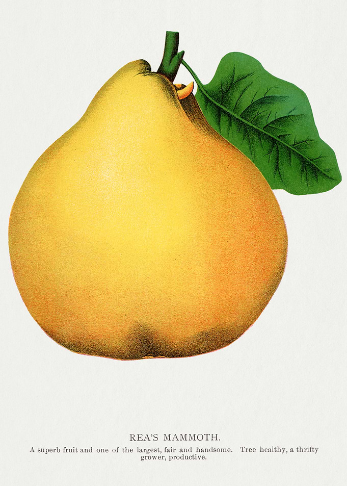 Rea's Mammoth Pear Vintage Illustration