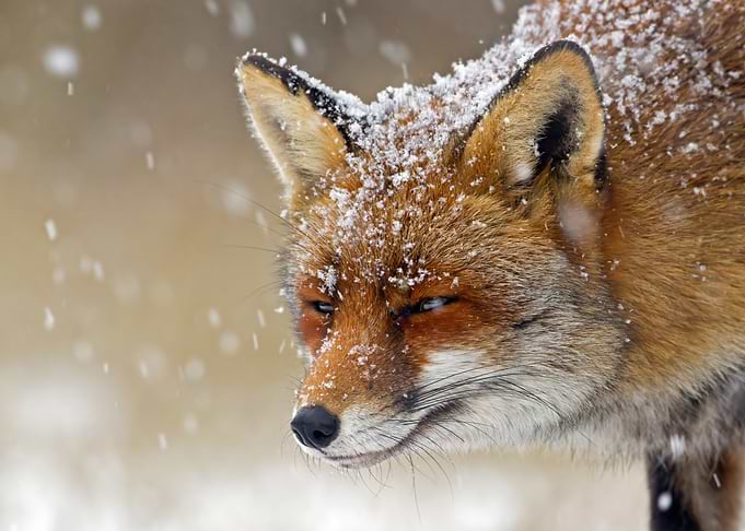 Fox in Winter Snowfall Close-up