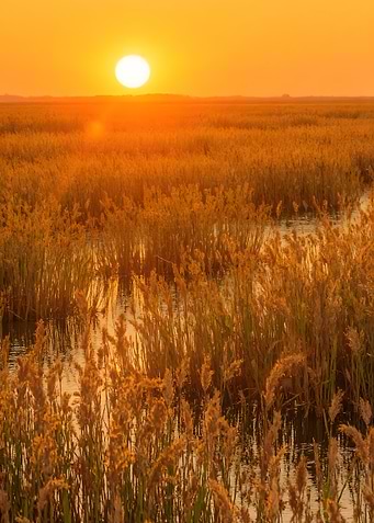 Golden Sunset Over Marshland
