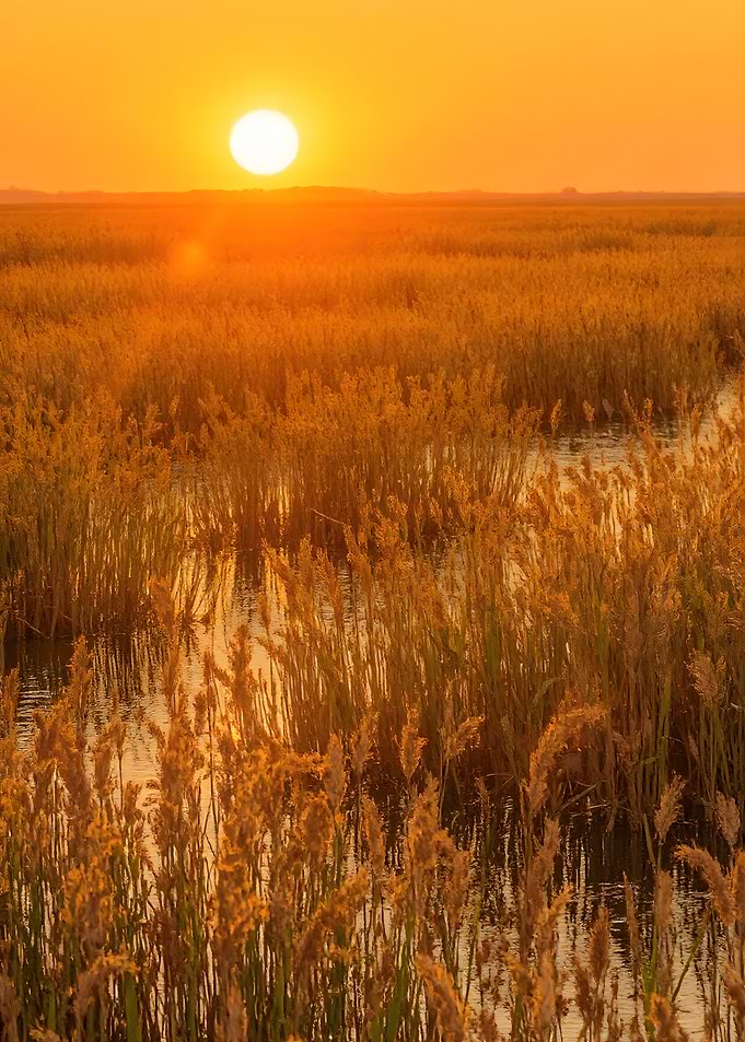 Golden Sunset Over Marshland