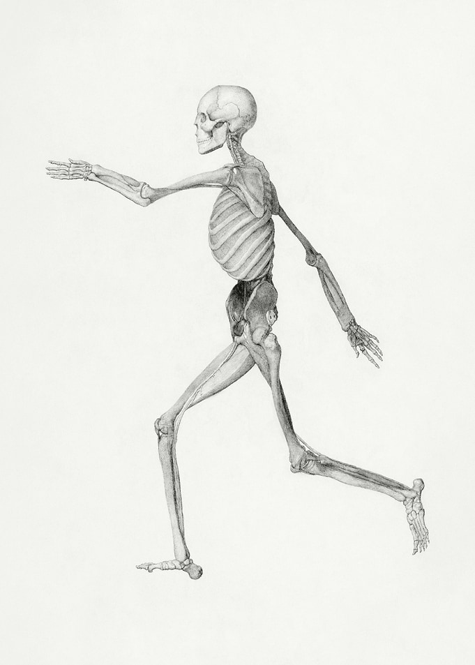 Anatomical Skeleton Running Illustration