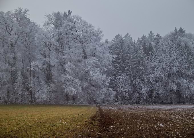 Icy Winter Forest Landscape with Fields
