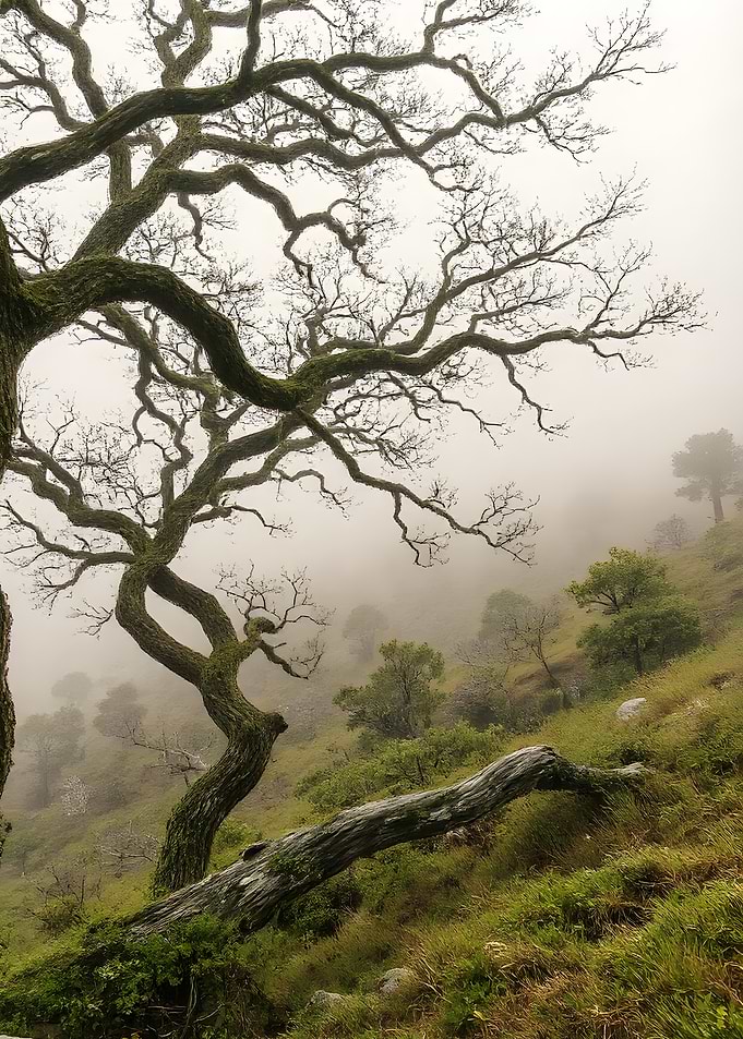 Misty Forest Landscape with Bare Trees