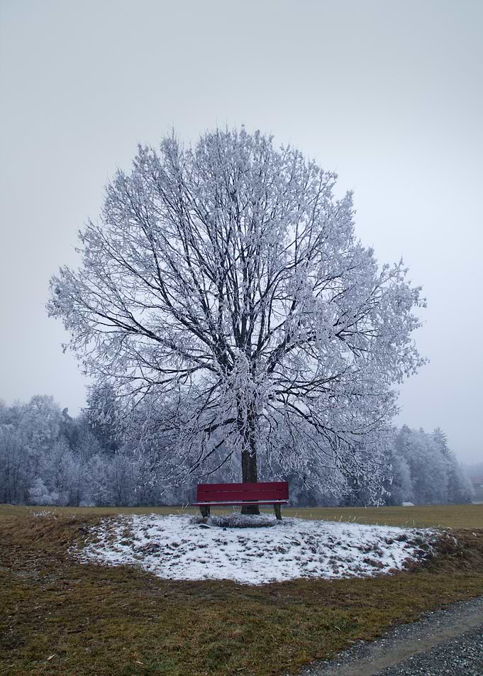 Icy Winter Tree with Red Bench