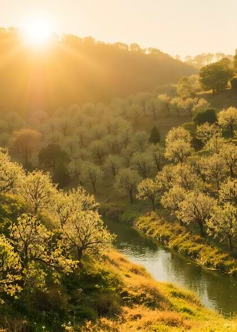 Golden Sunlight Over River and Trees