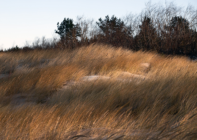 Golden Grass Field with Trees
