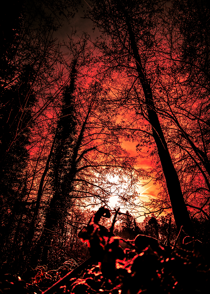 Red Forest Silhouette
