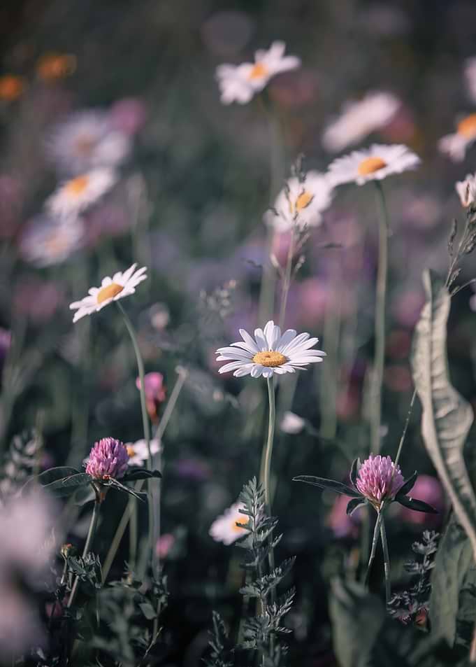 Daisy and Clover Field